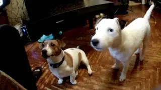 Джек Рассел терьер. .JACK RUSSELL TERRIER .Повседневная жизнь собак.