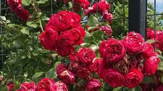 Cool Florentina Climbing Rose