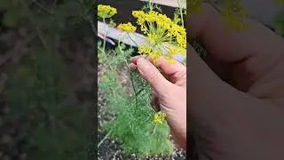 The Magic Of Dill! #greenwitch #herbalism #herbalmagic