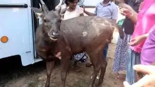 A fondle sambur MP4