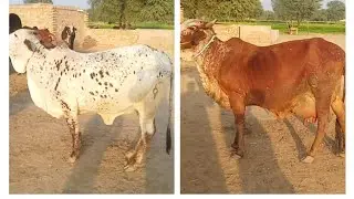 Beautiful cholistani cows!   #cholistanicow #rathicow