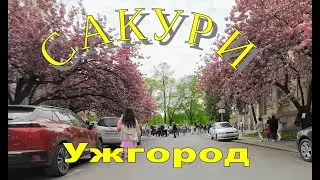 В Ужгороді цвітуть сакури. Для туристів центр міста зробили пішоходним