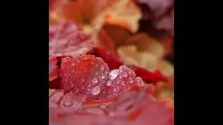 Плачет туча - Музыка Виктора Хоборова, слова неизвестного автора