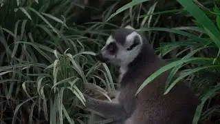 Funny Animal Videos Dogs And Cats