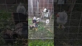 Мои любимые пернатые😁🥰 #жизньвдеревне #chicken #жизньзагородом #хутор