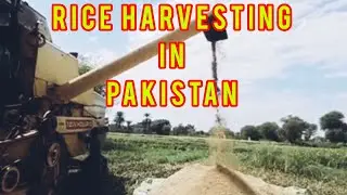 Rice Harvesting Technology in Pakisn
