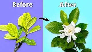 How to Grow Best Ever Gardenia Plant - 7 Best Tips // Gardenia Plant Care