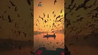 Birds Of The World 4K 