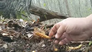 Bear corn survival food