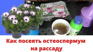 Посев на рассаду однолетников - остеоспермум