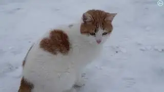 Зимние забавы котиков Лизушкины питомцы