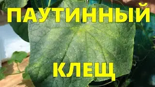 Клещ.Паутинный Клещ.Огород Баварский.