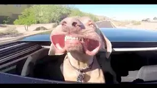 Funniest Animals 🐧 - Best Of The 2020 Funny Animal Videos 😁 - Cutest Animals Ever