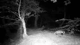 European badger - Meles meles - მაჩვი