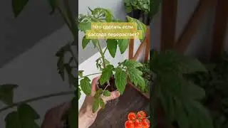 What can you do if your seedlings are overgrowing?