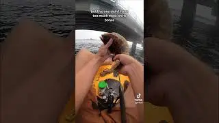 Multi-Species Fishing, Newport Bridge Rhode Island!