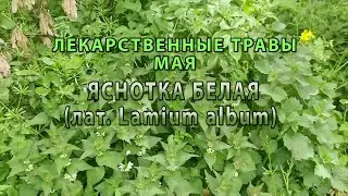 Лекарственные растения мая "Яснотка белая"