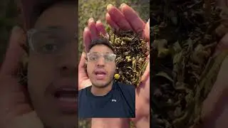 "They actually use the real botanicals to put the flavour in the tea"