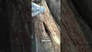 solusi cek kerusakan pada kayu log #tutorial #solusi #tips #tipsandtricks #woodworking