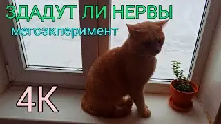 Эксперимент проверки нервов у кота 4к