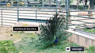 Un paseo por el Zoológico con un Amigo y Sofía momentos para toda la vida ZooBarcelona ...