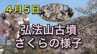 4月5日　弘法山古墳　さくらの様子