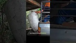 🚰 Мытая обработка кофе в Африке