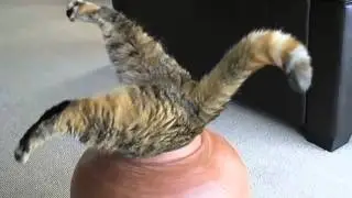 Толстый кот застрял в кувшине,