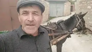 Продаю мула.