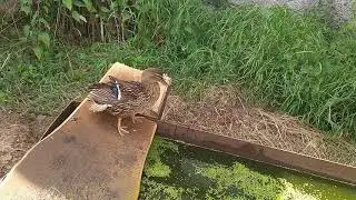 Мои подсадные утки, выводок.