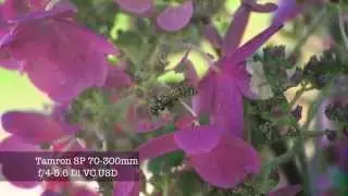 VIDEO TEST - Tamron 70-300mm f/4-5.6 Di VC USD