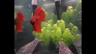 Mi Betta Splendens Rojo