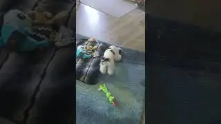 we got a dog!