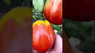 Урожай томатов 2023