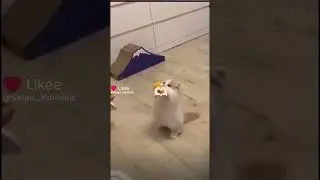 Кошечки