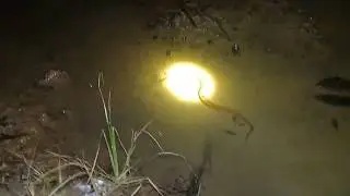 yuk join me .... looking for eel in rice paddy fields at night