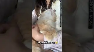 Sweetest boy 🥹 #love #cat #catlover #kitty #cutecat #cute #funny #funny