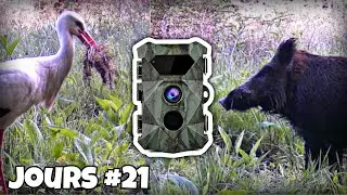 60 jours de compilation de passages d'animaux PIÈGE PHOTO (sanglier, cigogne,...) #nature