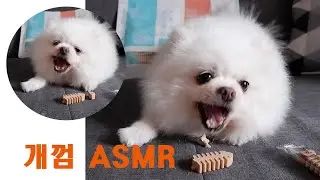 개껌 씹는 강아지 ASMR / 단추 먹방 / 입 짧은 강아지