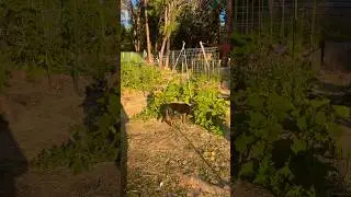 Monday Morning Garden