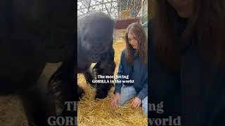 WORLDS most loving GORILLA 