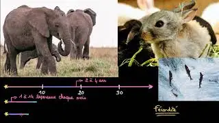 Stratégies d'histoire de vie et fécondité