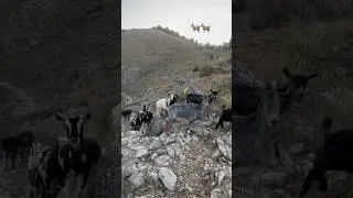 Pack of goats travelling in the Albanian mountains like it’s nothing!💯