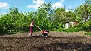 Сажаю картошку под мотоблок