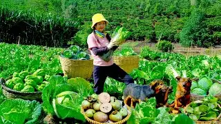 90 Days Of Grow And Harvest: Napa Cabbage, Cabbage, Pennywort, Chayote To Sell At The Market, Cook