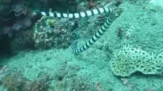 Sea snake hunting