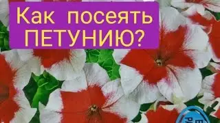 Как я сею петунию? Все секреты посева петунии.