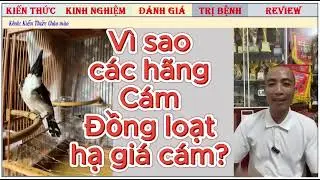 LIVE CÁC GIẢI ĐÁP LIÊN QUAN ĐẾN LỰC CỦA CHIM CHÀO MÀO/CÁCH TẬP LỰC HIỆU QUẢ