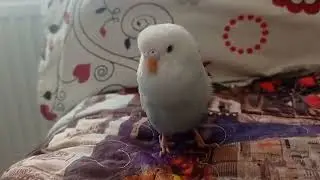 Kuşum nasıl ?🐦😍