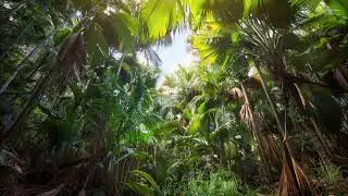Brain Technology  -  Jungle Hippie